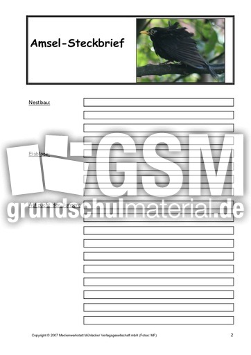 Amsel-Steckbrief-B-2.pdf